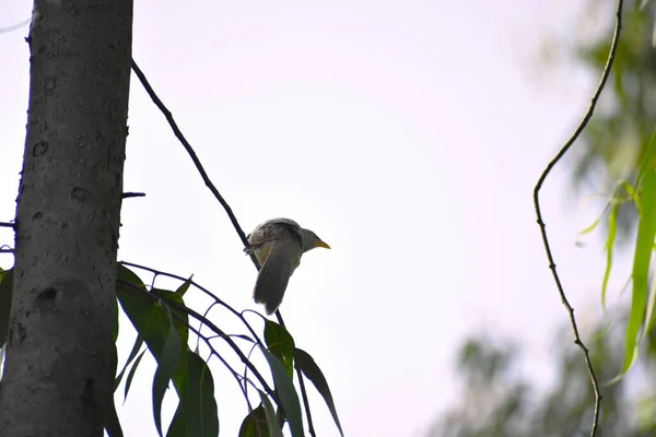 Een Vogel Gevonden West Bengal Zittend Een Boom — Stockfoto