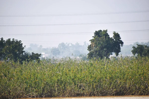 Image Environnement Naturel Avec Des Buissons Des Arbres Dans Village — Photo