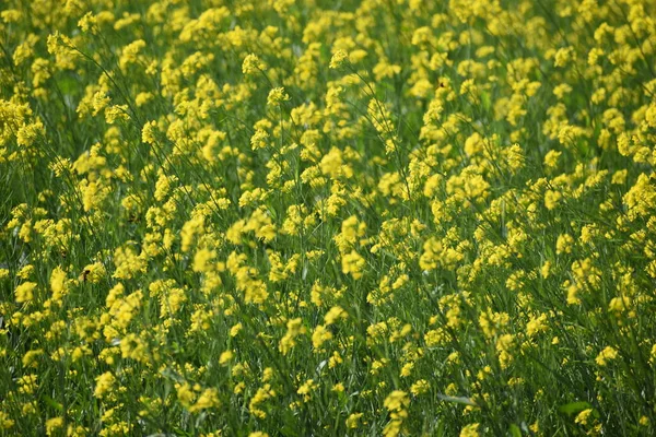 Campo Mostaza Color Amarillo Verde Día Ventoso —  Fotos de Stock