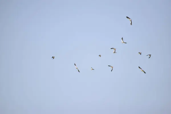 Eine Gruppe Vögel Fliegt Einem Blauen Himmel — Stockfoto