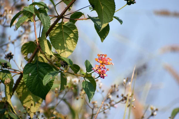Image Belles Fleurs Trouvées Dans Ouest Bengale — Photo
