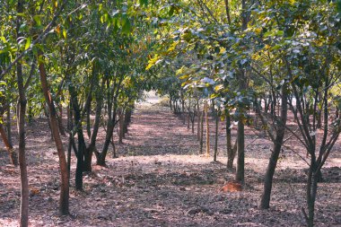 Orman arasında küçük bir patika