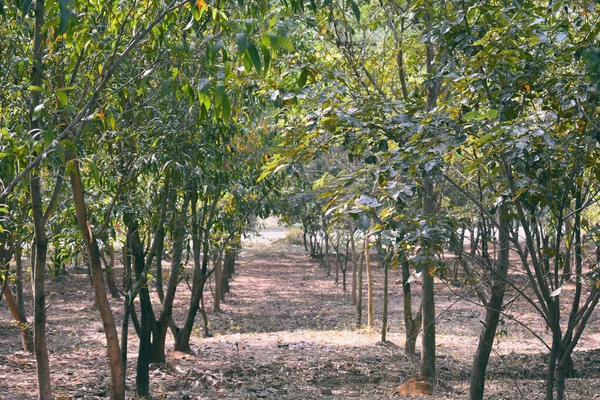 Ağaçlar arasında küçük bir yol kesişiyor