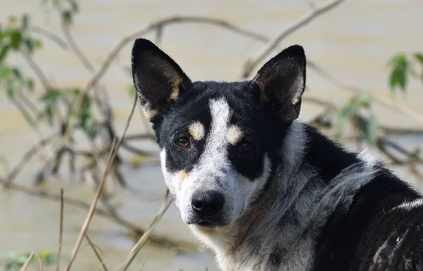 Nehrin kenarındaki köpek suratının yakın plan görüntüsü.