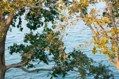 Gölün arkasında birbirine dokunan iki farklı renk ağaç güzel bir sınır oluşturuyor.