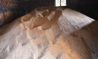 pirinç taneleri görmeden önce açık bir odada depolanır.