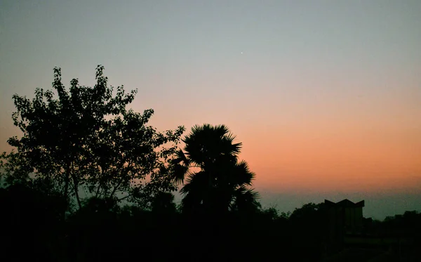 Ένα Βράδυ Κατά Διάρκεια Του Ηλιοβασιλέματος Tress Πρώτο Πλάνο — Φωτογραφία Αρχείου