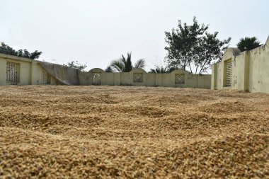 Çeltik tohumunun seçici odak noktası depolamadan önce açık havada tutulur