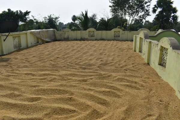 Les Graines Riz Propagent Dans Sol Pour Sécher Sous Soleil Image En Vente