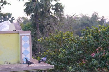 Çatıda güvercinler oturuyor.