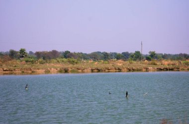 Bir tarlanın yanındaki mavi gölet arasında küçük bir sopa üzerinde oturan bir kuş.