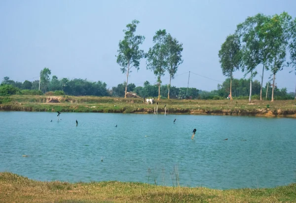 棒の上に座っている鳥は村の青い池の真ん中に座り — ストック写真