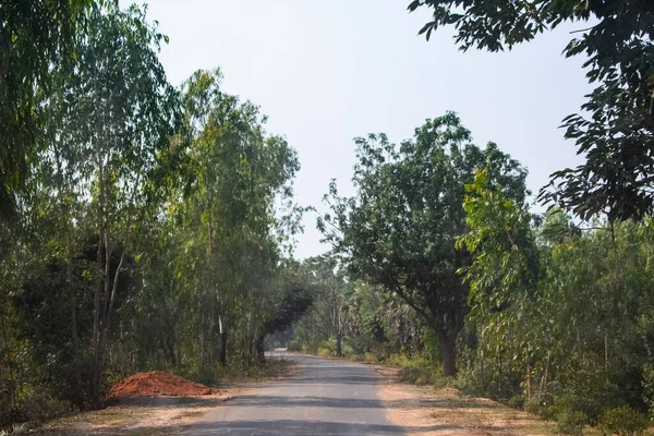 Bankura 'da karanlık bir orman arasında boş bir yol.
