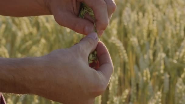 Agricultor Verifica Trigo Com Mãos Durante Pôr Sol Épico — Vídeo de Stock