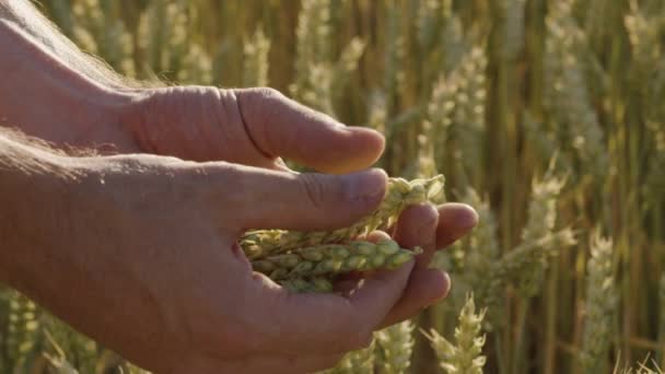 Agricultor Verifica Trigo Com Mãos Durante Pôr Sol Épico — Vídeo de Stock