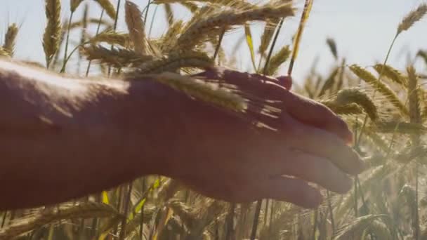 Agricultor Tocando Belo Campo Trigo Com Céu Azul Luz Solar — Vídeo de Stock