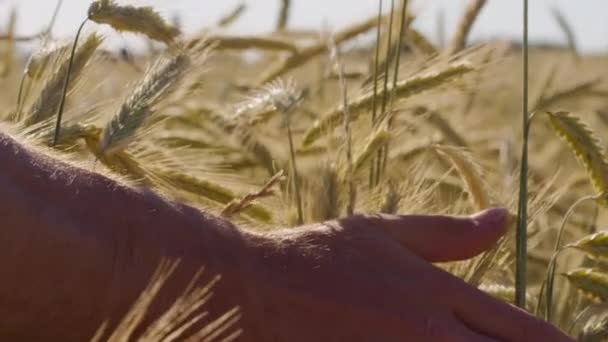 Boer Aanraken Prachtig Tarweveld Met Blauwe Lucht Episch Zonlicht — Stockvideo