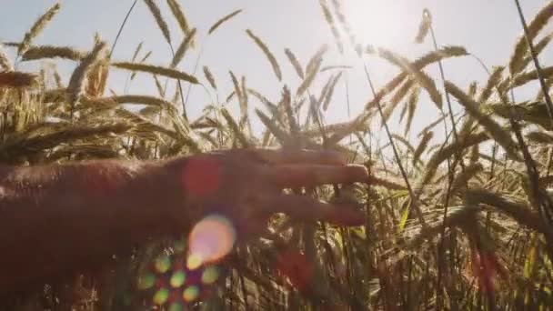 Farmer Megérintése Gyönyörű Búzamező Kék Epikus Napfény — Stock videók