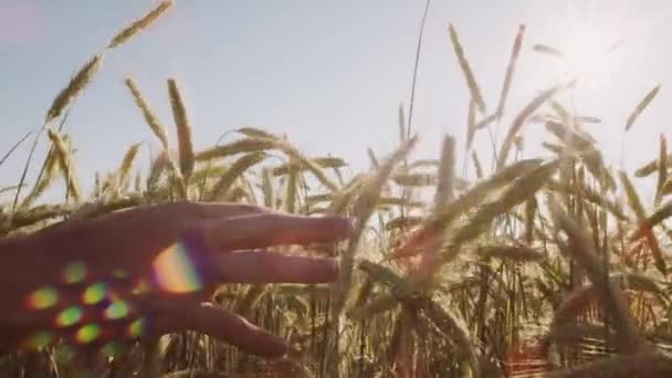 Agricultor Tocando Hermoso Campo Trigo Con Cielo Azul Luz Solar — Vídeo de stock