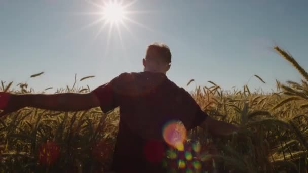 Vuxen Vandring Genom Vackert Vetefält Med Blå Himmel Och Episkt — Stockvideo