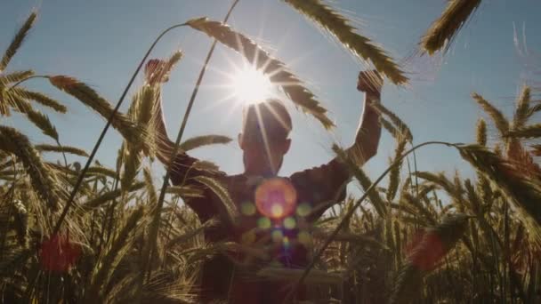 Взрослый Стоит Прекрасном Пшеничном Поле Поднимает Руки Голубым Небом Эпическим — стоковое видео
