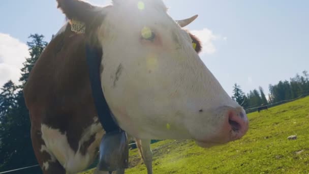 Detailní Pohled Velkou Alpskou Krávu Horách Při Pohledu Kamery Zpomalený — Stock video