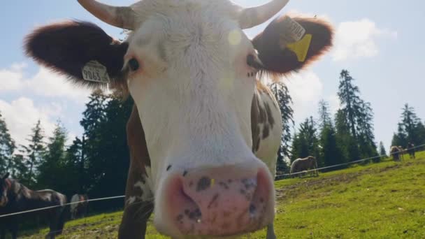 Vue Rapprochée Grosse Vache Alpine Montagne Regardant Caméra Ralenti — Video
