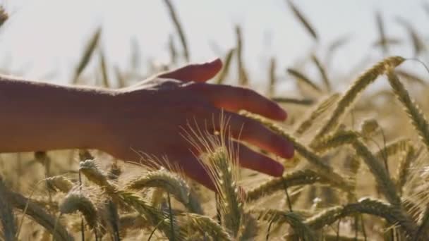 Man Rör Vackert Vetefält Med Blå Himmel Och Episkt Solljus — Stockvideo