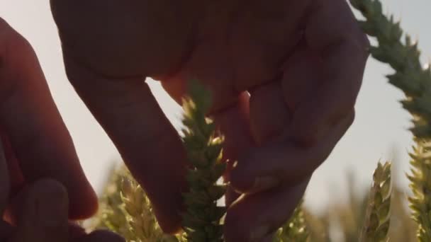 レンズフレアと壮大な夕日と美しい小麦畑に触れる農家 — ストック動画