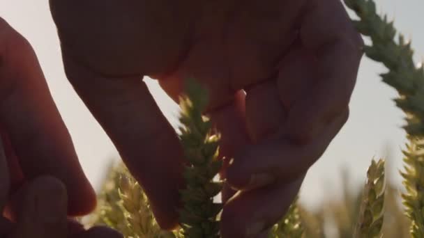 Fazendeiro Tocando Belo Campo Trigo Com Erupções Lente Pôr Sol — Vídeo de Stock