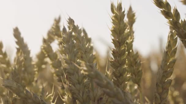 Lens Fişekleri Destansı Günbatımı Olan Güzel Buğday Tarlası — Stok video