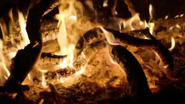 Closeup Burning Firewood Campfire 스톡 푸티지