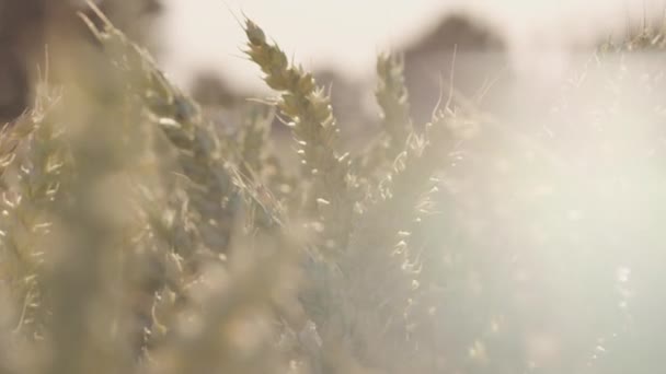 Beautiful Wheat Field Lens Flares Epic Sunset — Stock Video