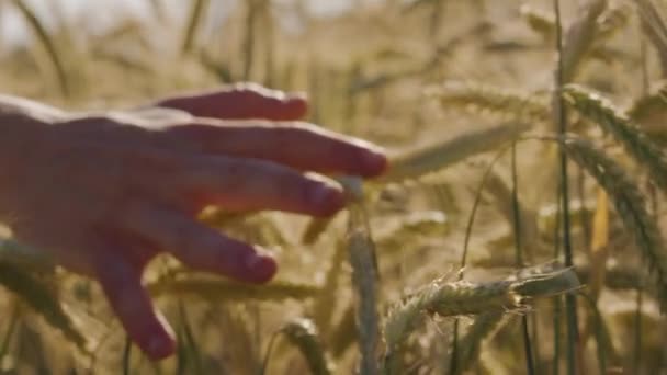 Man Aanraken Prachtig Tarweveld Met Blauwe Lucht Episch Zonlicht — Stockvideo