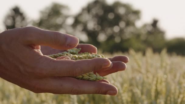 農家はレンズフレアと壮大な夕日と小麦をチェック — ストック動画