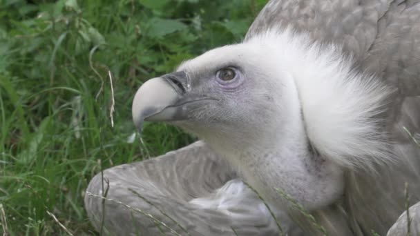 Großer Adler Sitzt Friedlich Gras Und Schaut Sich Super Schuss — Stockvideo