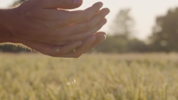 Фермер Проверяет Пшеницу Бликами Линз Эпическим Закатом — стоковое видео