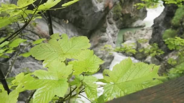 Salzburgerland Avusturya Dağlık Nehir Ravine Lammerklamm Dan Ağır Çekimde Akıyor — Stok video