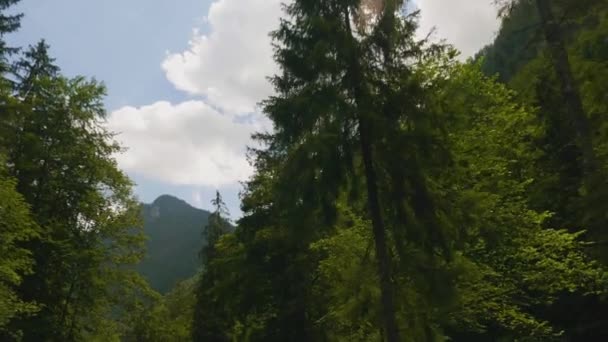 奥地利萨尔茨堡 汽车穿越高山和森林 — 图库视频影像