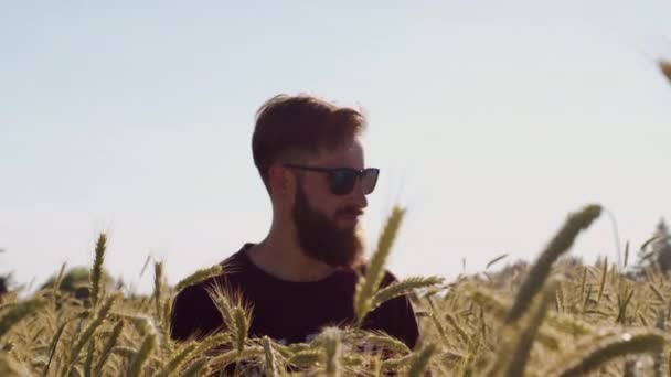 Mann Mit Bart Schaut Sich Wunderschönes Weizenfeld Mit Blauem Himmel — Stockvideo