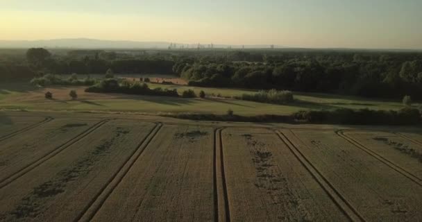 Vol de drone au coucher du soleil sur champ de blé et terrain de golf avec la ville en arrière-plan dans 4k 