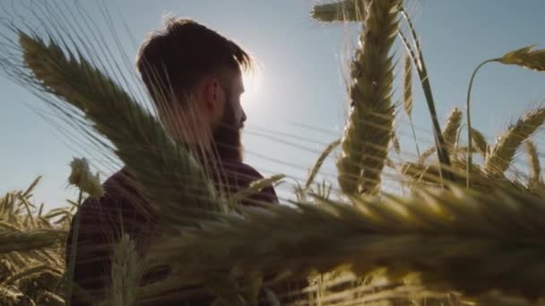 Adulto Piedi Nel Bellissimo Campo Grano Indossando Occhiali Sole Con — Video Stock