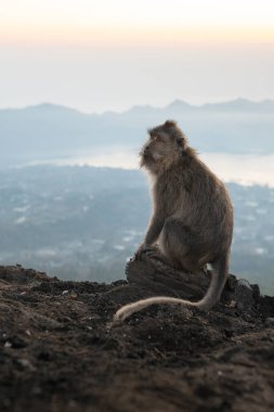 Batur volkanı Bali 'de güneş doğarken uzun kuyruklu macaque.