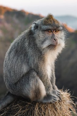 Maymun portresi, macaque gündoğumu Batur noktası Bali Endonezya. Endonezya 'da uzun kuyruklu maymun.