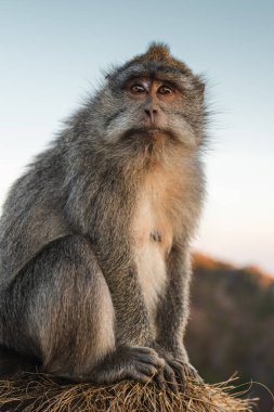 Maymun portresi, macaque gündoğumu Batur noktası Bali Endonezya. Endonezya 'da uzun kuyruklu maymun.