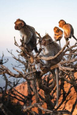 Ağacın üzerindeki küçük maymun gün doğumu Batur noktası Bali Indinesia