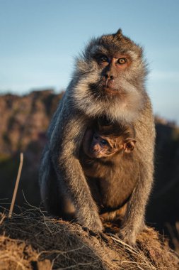 Maymun portresi, macaque gündoğumu Batur noktası Bali Endonezya. Endonezya 'da uzun kuyruklu maymun.