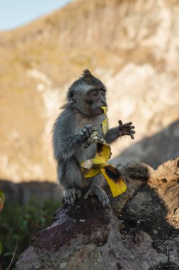 Maymun portresi, macaque gündoğumu Batur noktası Bali Endonezya. Endonezya 'da uzun kuyruklu maymun.
