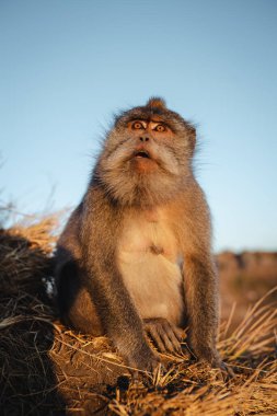 Maymun portresi, macaque gündoğumu Batur noktası Bali Endonezya. Endonezya 'da uzun kuyruklu maymun.