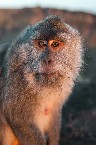 Macacos de bebê Macaco-aranha marrom Primata, macaco dos desenhos